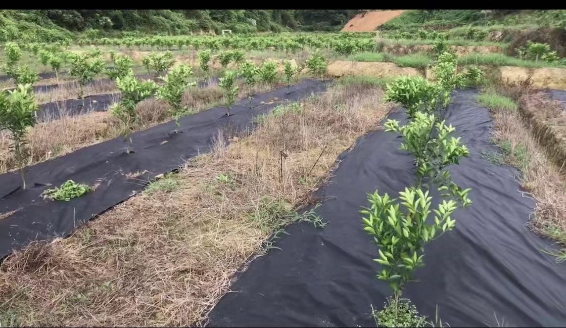 non toxic ground cover