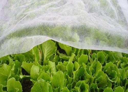 Buy Durable Hydrophilic PP Non Woven Anti Insect Warmth Light Transmission For Agricultural online manufacture