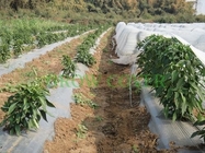 Landscaping Agriculture Non Woven Fabric / Recycled Polypropylene Fabric