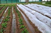 Waterproof Agriculture Non Woven Fabric Roll 4% UV Treated Weed Control