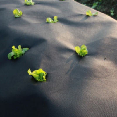 Buy High - Toughness Agricultural Protective Nonwoven Anti - Aging Tear - Resistant for Crop Cultivation online manufacture