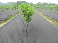 Non - Toxic Weed Barrier Agriculture Non Woven Fabric Degradable For Horticulture / Agriculture