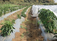 Non Woven Ground Cover Agriculture Non Woven Fabric Prevent Weeds From Ruining Landscape