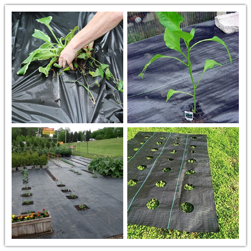 Non - Toxic Weed Barrier Agriculture Non Woven Fabric Degradable For Horticulture / Agriculture 1