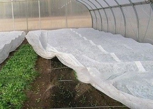 Non Woven Fabric for Modern Agriculture 100-600mm Width 0.5-1.5mm Thickness