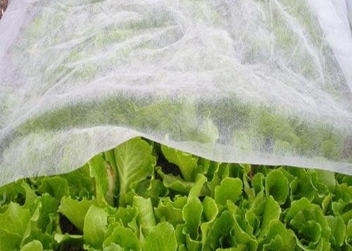 PP Nonwoven Fabrics Anti-frostbite Insect prevention for Agricultrural