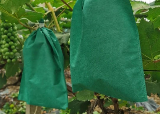 Nonwoven Cover Bags for Premium Protection for Banana Cultivation