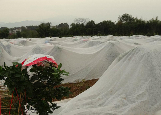 Agricultural Nonwoven Fabric PP / SMS Nonwoven Factory, Customized Width, GSM, Color