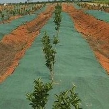Nonwoven Weed Barrier Fabric – Durable , Breathable Ground Cover for Gardens & Farms