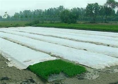 Degradable Agriculture Non Woven Fabric 20gsm - 100gsm For Root Bags