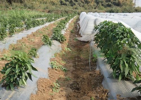 Vegetable Cover Agriculture Non Woven Fabric Lightweight Non Toxic OEM Available