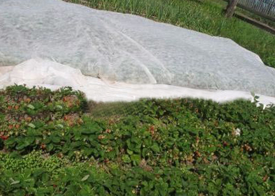 Degradable Agriculture Non Woven Fabric 20gsm - 100gsm For Root Bags