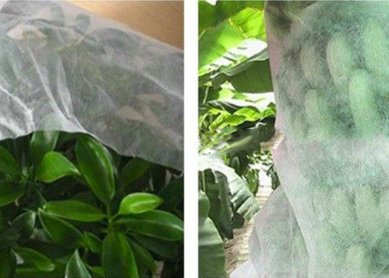 Non Toxic Agriculture Non Woven Fabric Anti Mildew 1% - 4% UV Treated 300g/M2